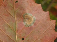 Cristulariella