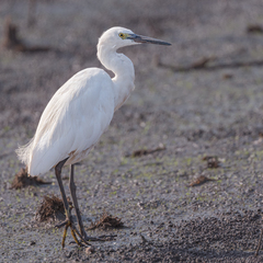 Egretta garzetta