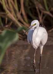 Egretta garzetta