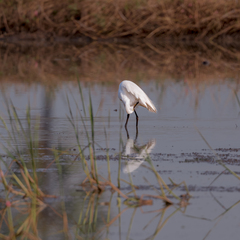 Egretta garzetta