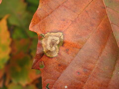 Cristulariella