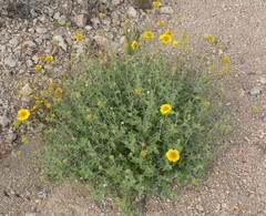 Encelia virginensis