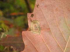Cristulariella
