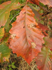 Cristulariella