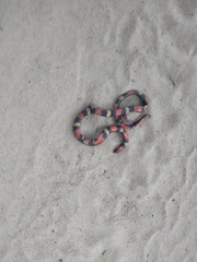 Atractus latifrons