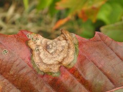 Cristulariella
