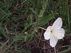 Oenothera centaurifolia