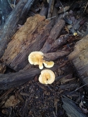 Tapinella panuoides