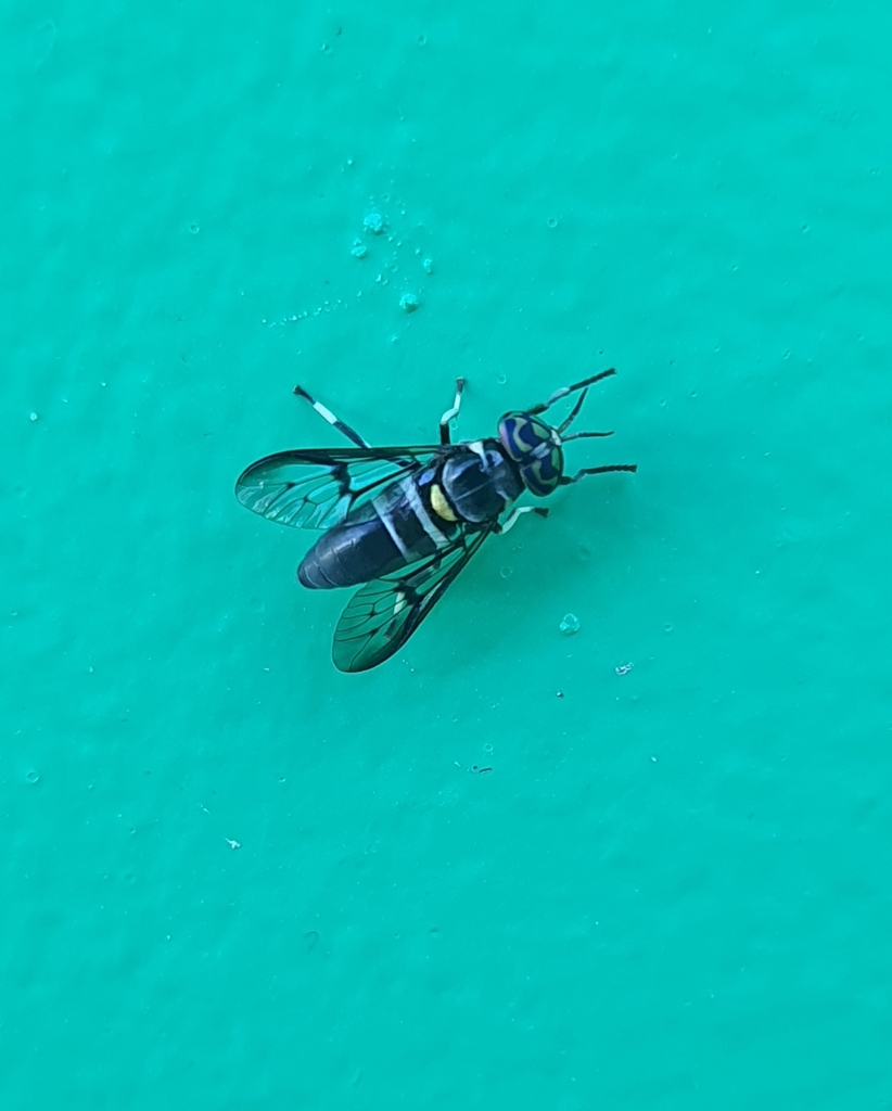 Diachlorus bicinctus