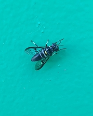 Diachlorus bicinctus