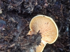 Tapinella panuoides
