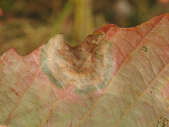 Cristulariella