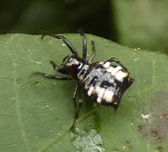 Micrathena patruelis