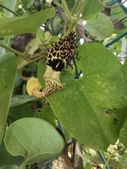 Aristolochia taliscana