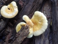 Tapinella panuoides