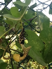 Aristolochia taliscana