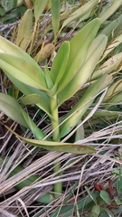 Epidendrum jamiesonis