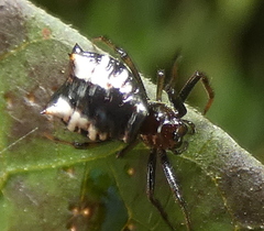 Micrathena patruelis