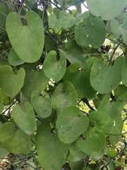 Aristolochia taliscana