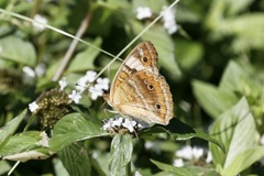 Junonia evarete