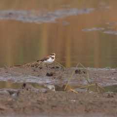 Charadrius dubius