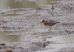 Charadrius dubius
