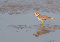 Charadrius dubius
