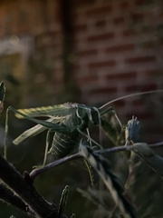 Insara elegans
