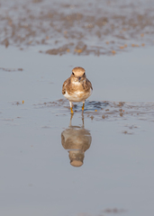 Charadrius dubius