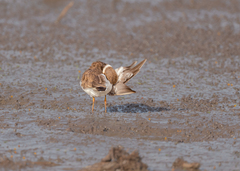 Charadrius dubius