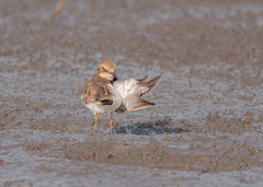 Charadrius dubius