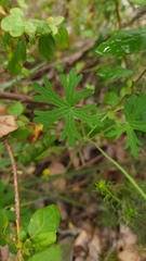 Geranium solanderi