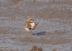 Charadrius dubius