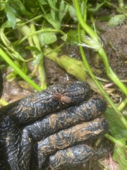 Uliodon albopunctatus