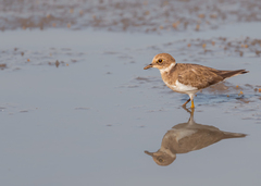 Charadrius dubius