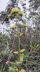 Kalanchoe densiflora