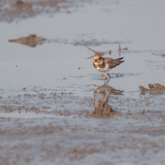 Charadrius dubius