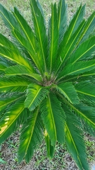 Cycas revoluta
