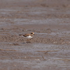 Charadrius dubius