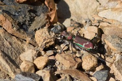 Cicindela limbalis