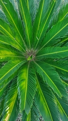 Cycas revoluta