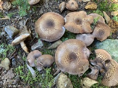 Tricholoma badicephalum