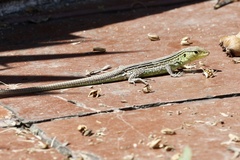 Cnemidophorus gaigei