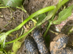 Uliodon albopunctatus