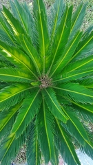 Cycas revoluta