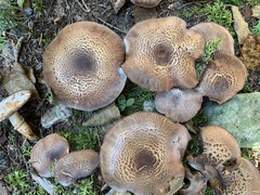 Tricholoma badicephalum