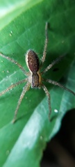 Lycosidae