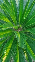Cycas revoluta