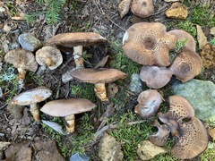 Tricholoma badicephalum