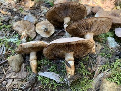 Tricholoma badicephalum